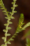 Gulf spikemoss